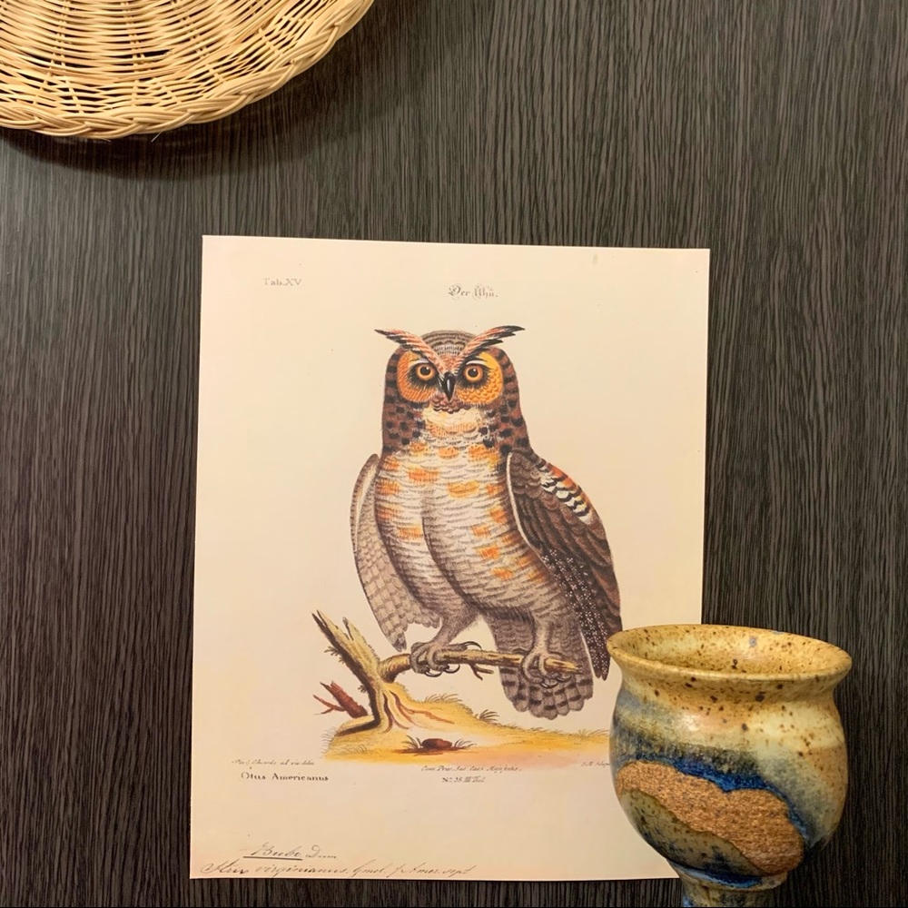 Vintage 8x10 American Owl Scientific Print